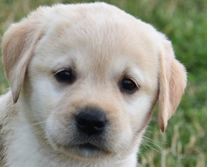 Du Grand Etricher - Chiots disponibles - Labrador Retriever