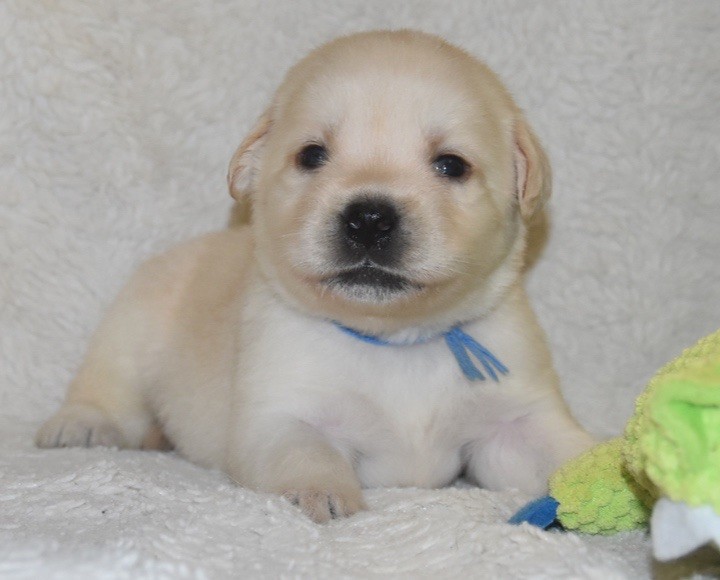 Du Grand Etricher - Chiots disponibles - Labrador Retriever