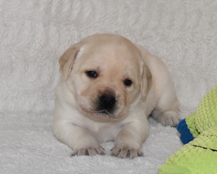 Du Grand Etricher - Chiots disponibles - Labrador Retriever