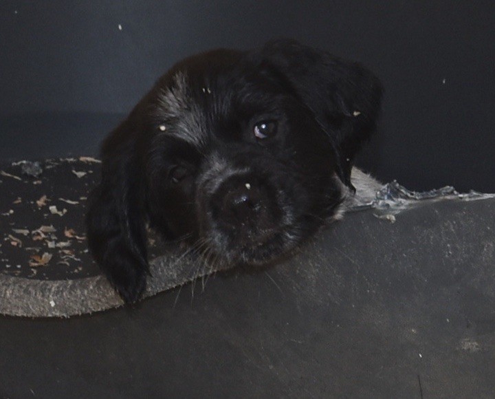 Du Grand Etricher - Chiots disponibles - Epagneul Breton