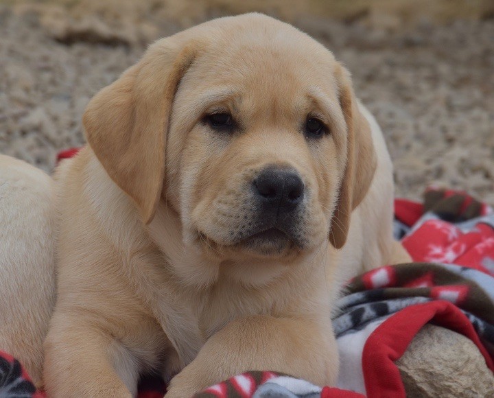 Du Grand Etricher - Chiots disponibles - Labrador Retriever